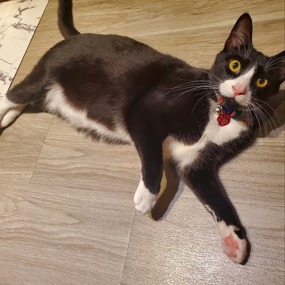 Meet your Posher, Felicia - Picture 6 of 6